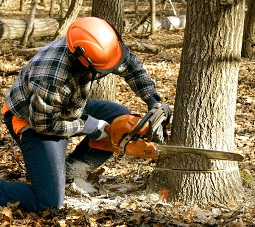 Tree Removal in Scotland, TX